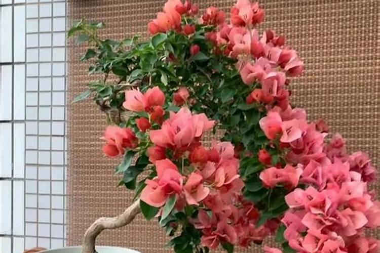 适合庭院9月养的、漂亮好养的爬藤花有哪些？