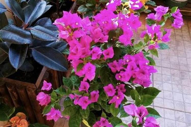 三角梅和月季哪个好养什么花便宜又好看(室内好养的花卉排名)