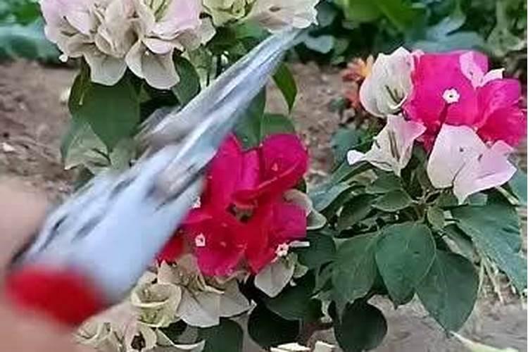 盆花应该怎么样施肥,你作对了吗？