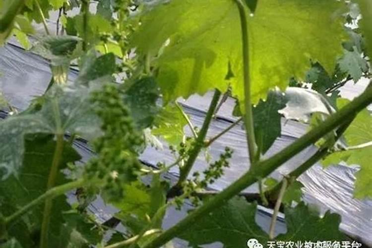葡萄没有花穗怎么办