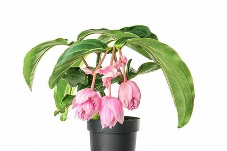 宝莲灯种球什么时候种植？