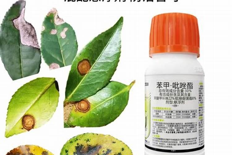 叶枯病要用什么药