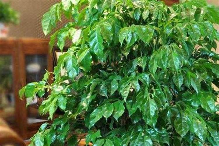 幸福树怎么养？幸福树的养殖方法和注意事项