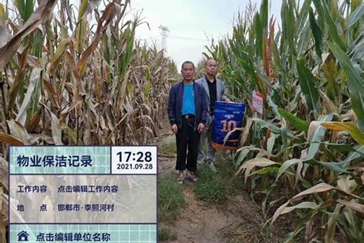 玉米专用肥能当小麦底肥吗