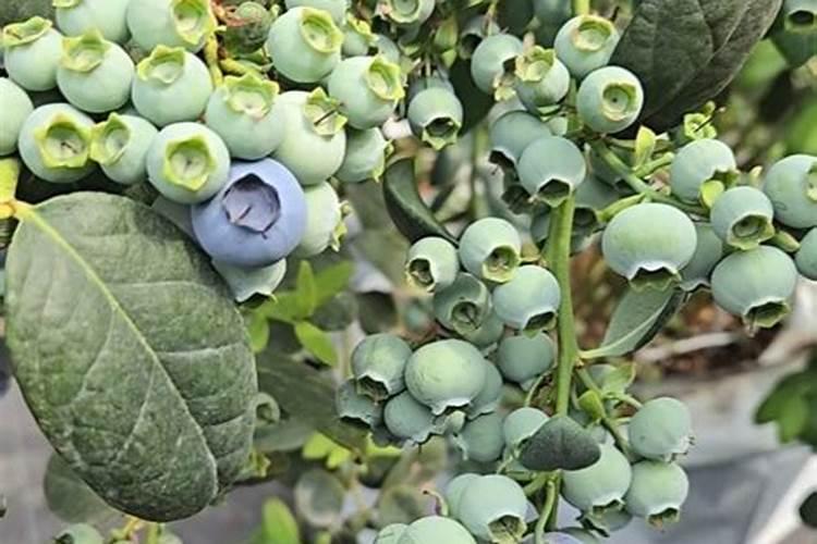 蓝莓开花结果期施什么肥好