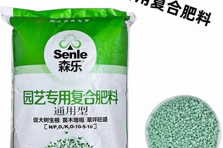 地栽月季花的养殖方法及注意事项