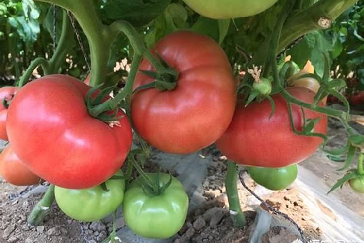 番茄能用腐殖酸低氯肥料吗