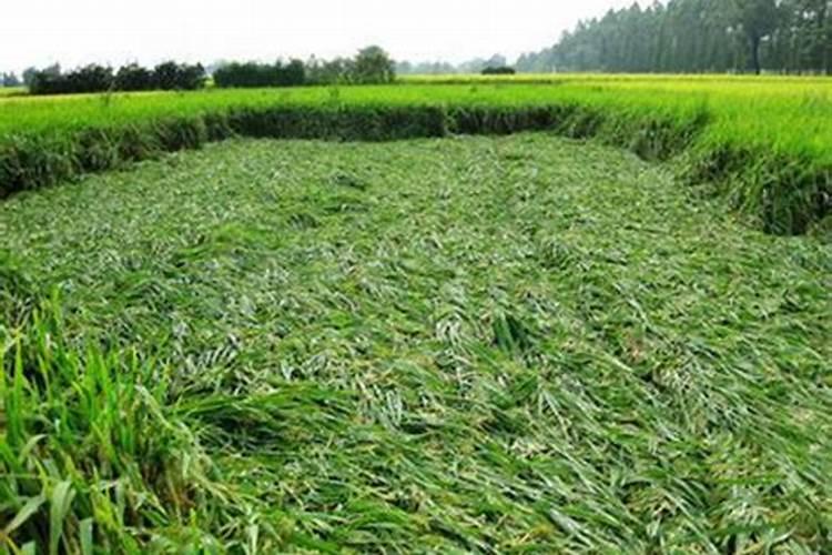 水稻氮肥过多该怎么办