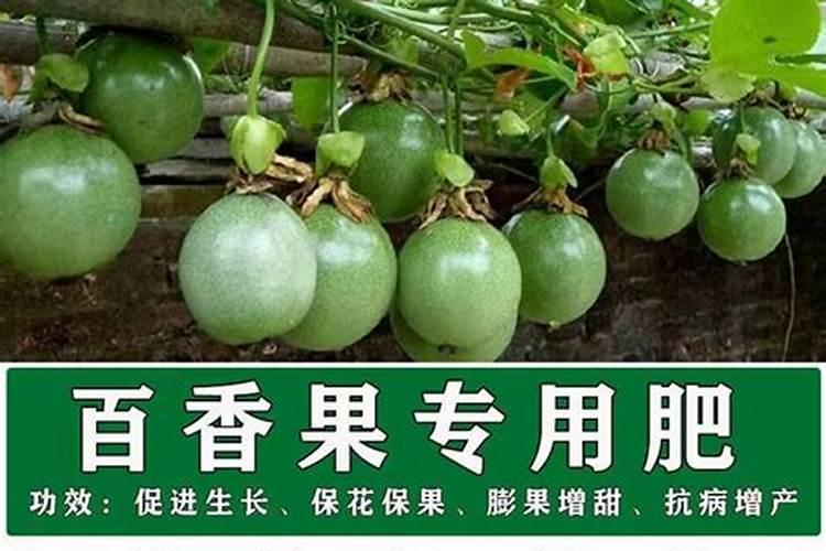 百香果开花期施肥技巧