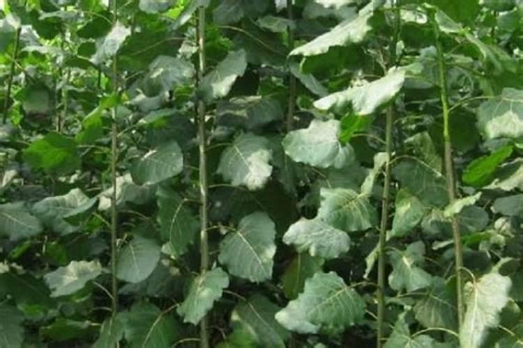 杨树施什么肥长得最快