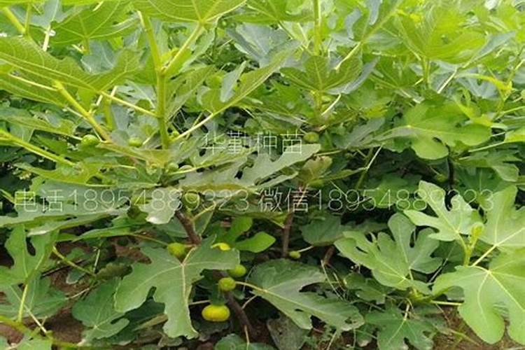 在家种无花果树怎么种 正确种植无花果树