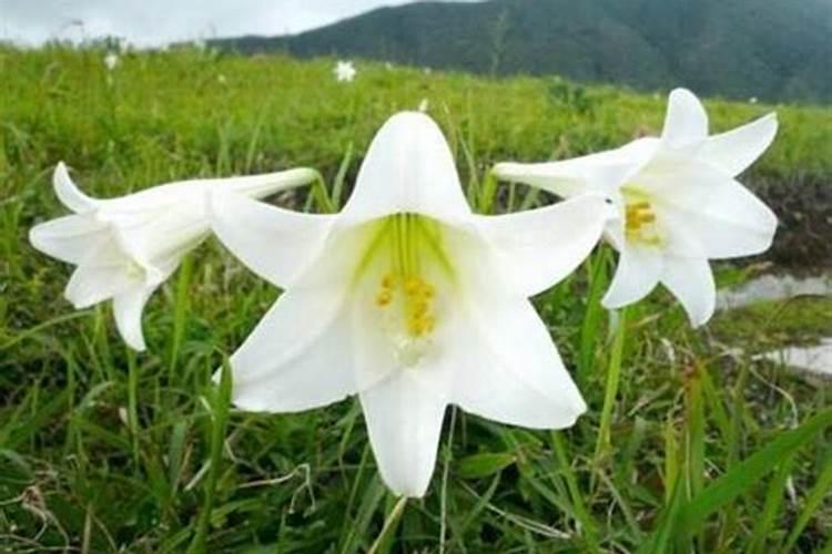 怎么给花补氮肥