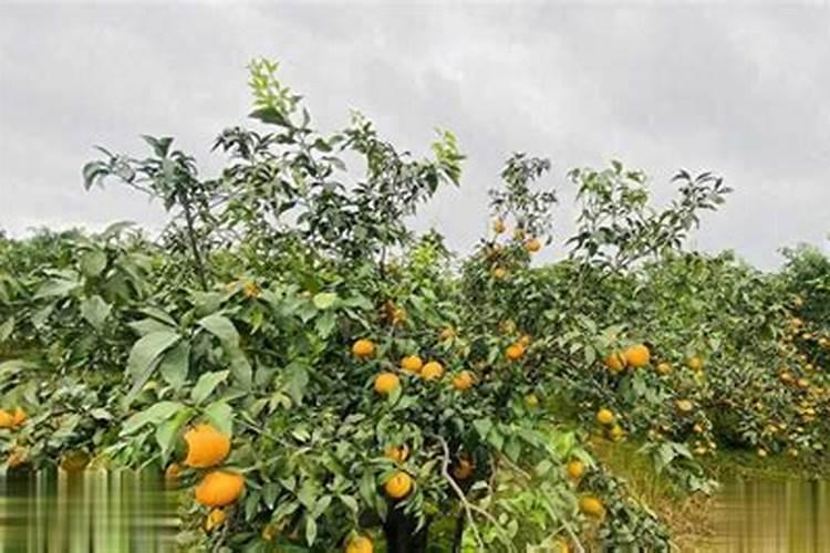 橙子施肥时间和方法