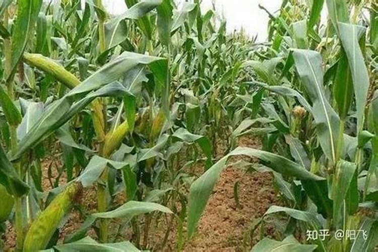 锌肥每亩玉米施肥多少