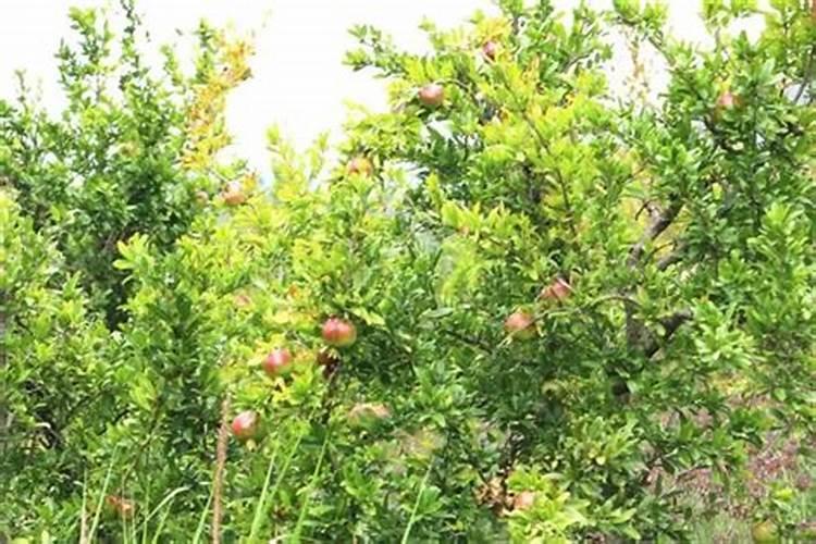 栀子花移栽后多久照阳光？