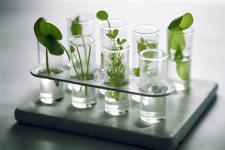 我想问问水培植物用什么肥料