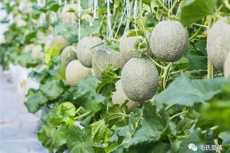 大元素颗粒水溶肥大拳头在甜瓜上怎么用？有用过的说一下使用方法吗？