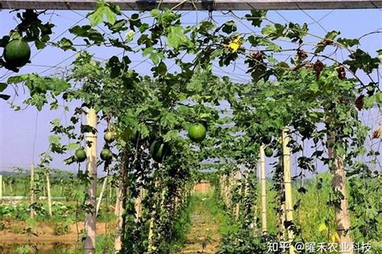 丝瓜用高钾的叶面肥可以吗