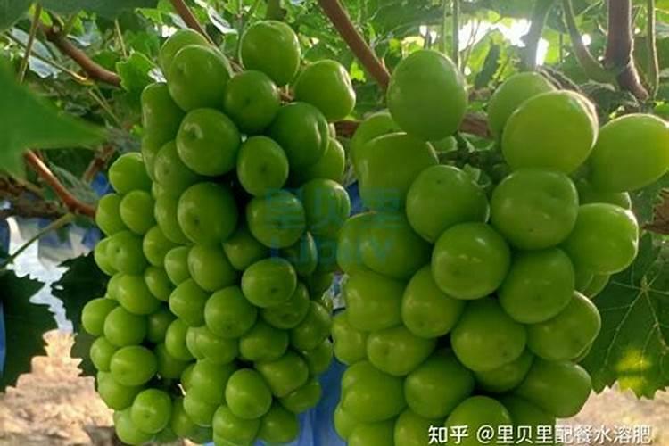 水溶肥最好的三个牌子