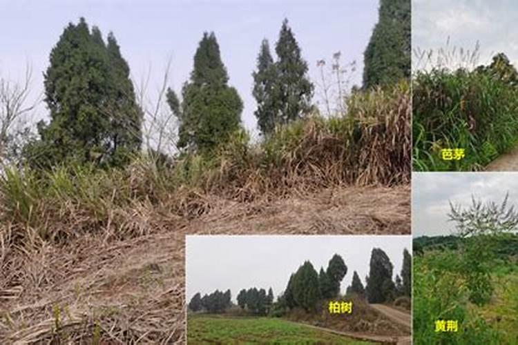 碱性土壤怎样施肥