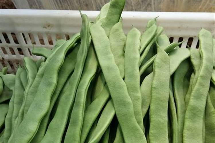 芸豆和豌豆有什么区别呢？