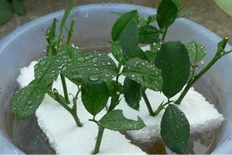 仙人掌为什么不用浇水 仙人掌为什么不用浇水也能生长