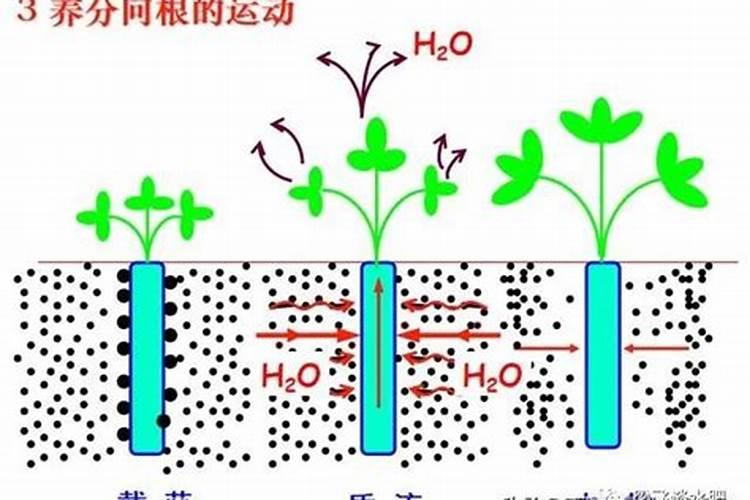 钾肥几天见效 快来看看吧