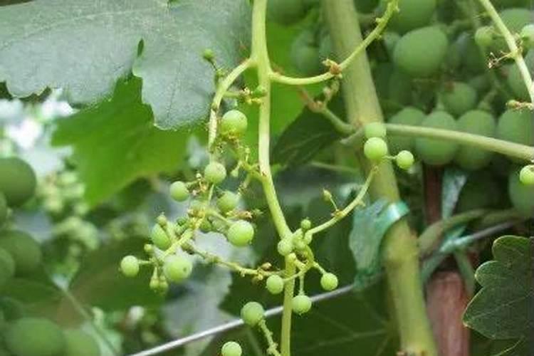 速效氮肥和尿素的区别