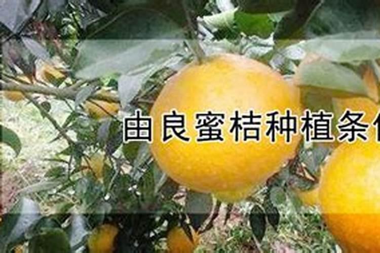 家养桔子树施什么肥料,腐熟的有机肥配叶面肥