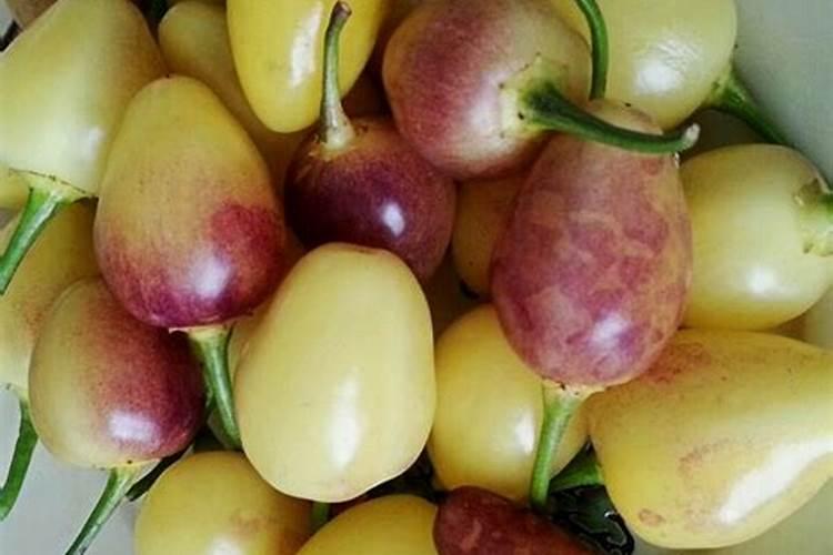 长藤子的辣椒叫什么