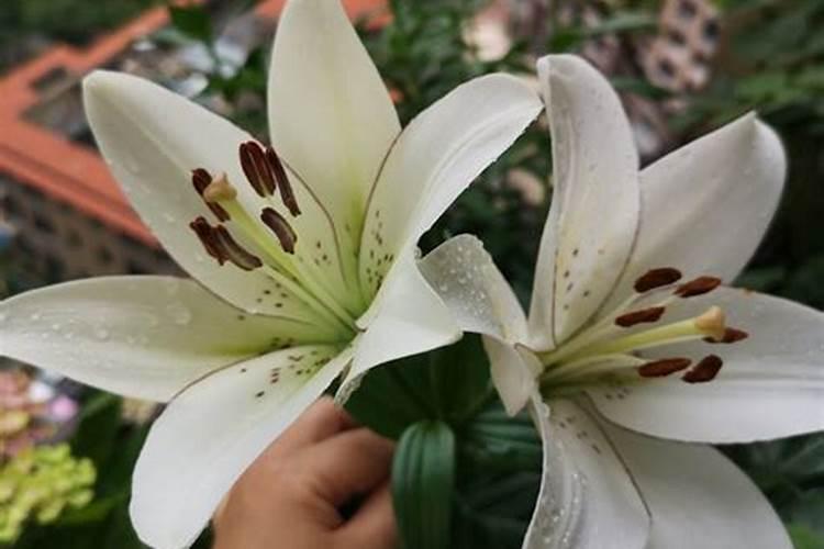 种百合花需要什么肥料