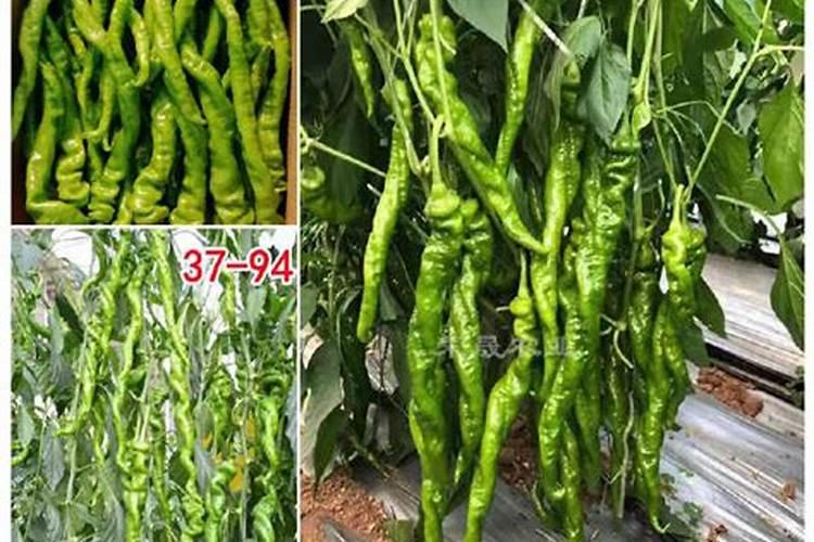 辣椒怎么种植？