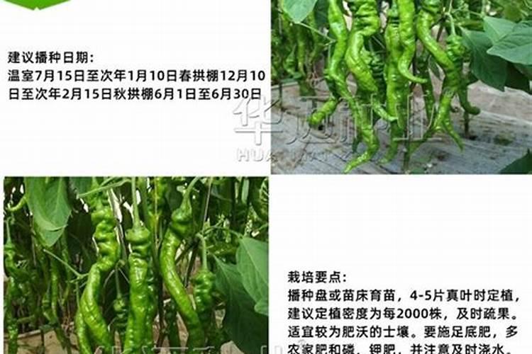 辣椒怎么种植？