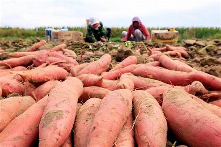 地瓜种植方法