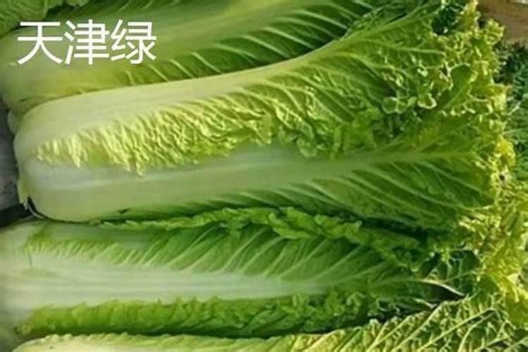 大白菜施肥时间及办法