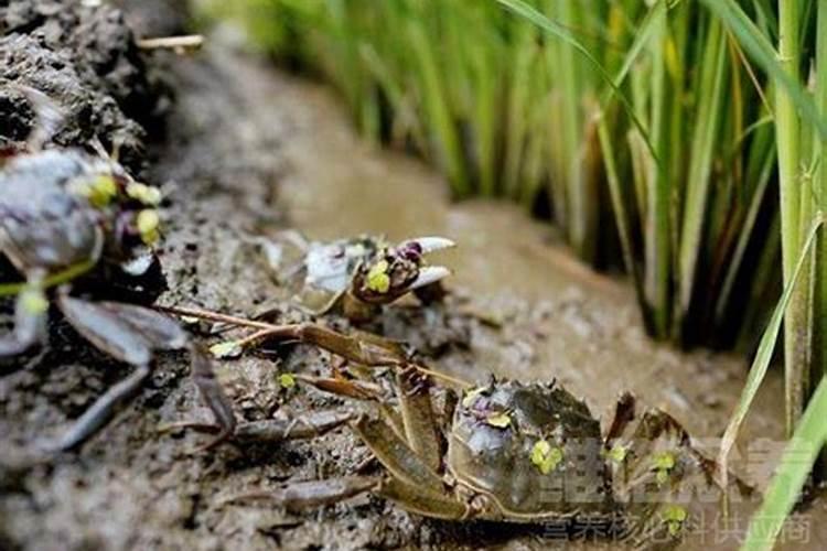 蟹爪兰如何浇水