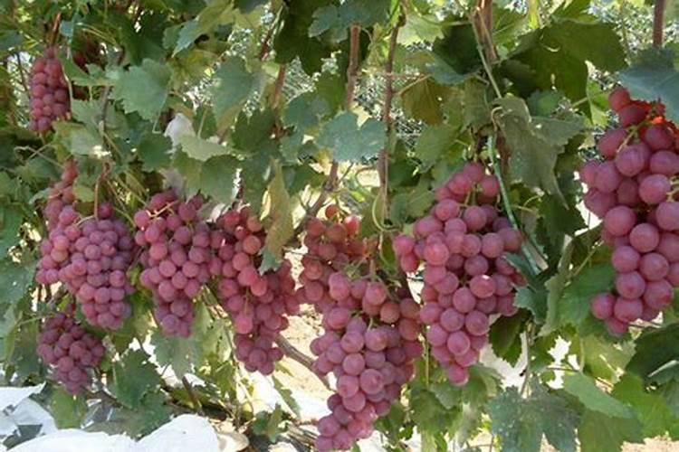 阳光玫瑰葡萄坐果期施高钾肥也就是硫酸钾哪个阶段最好也就是给葡萄增...