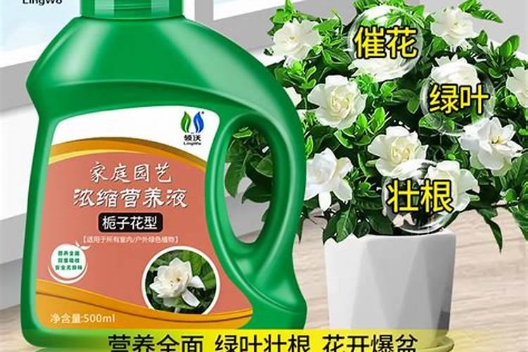 栀子花什么季节开花？花期多长？怎样才让它开花？它喜欢什么环境？