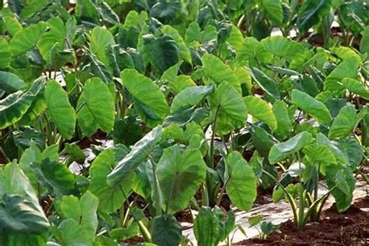 粽子叶怎么处理