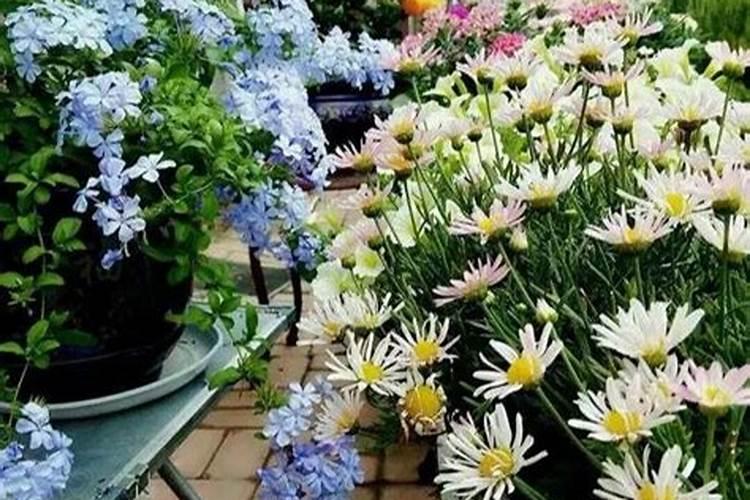 家里养花都用什么肥料