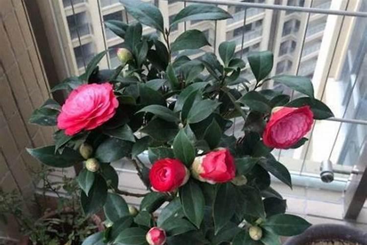 茶花应该怎样养