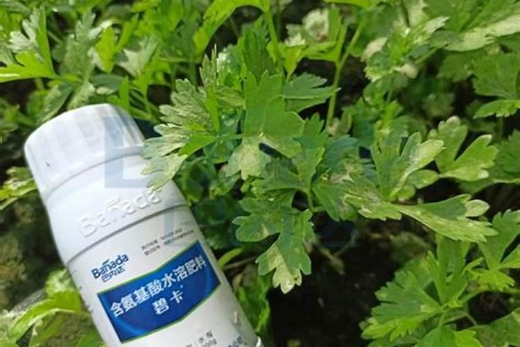 氮肥养花一克用多少水兑