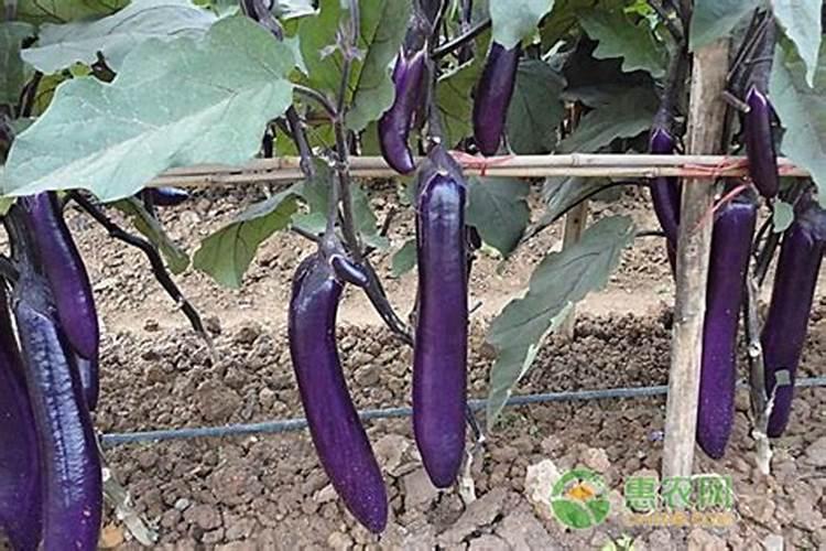 茄子移栽后多久可以施肥