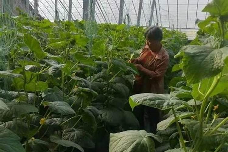 打瓜做瓜时充什么肥好