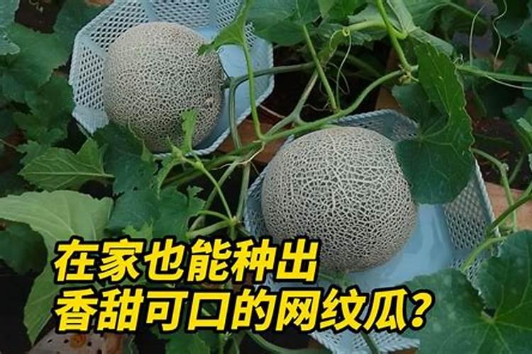 网纹瓜定植30天能喷叶面肥吗？