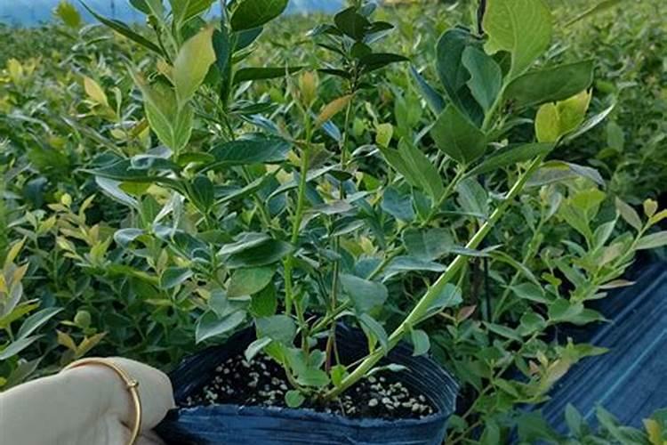 鱼蛋白在暖棚蓝莓管理上怎么使用呢？