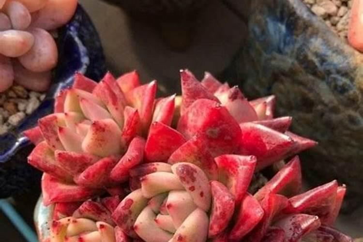 多肉用什么肥料施肥最好