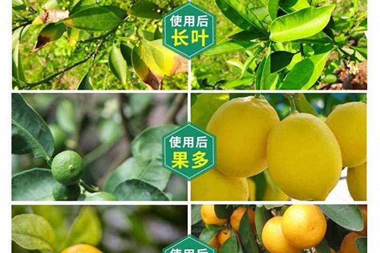 桔子树用什么肥料最好盆栽