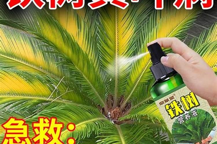 铁树用什么肥料比较好