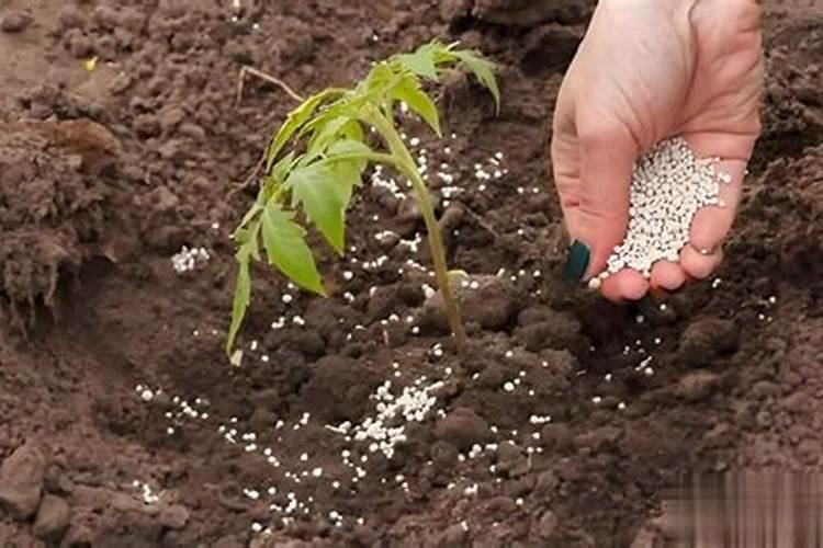 促进植物生根的肥料 橘子施什么肥料会甜